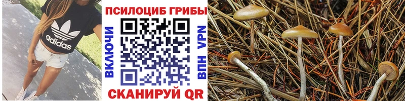 blacksprut ONION  Руза  Галлюциногенные грибы Psilocybe  хочу  